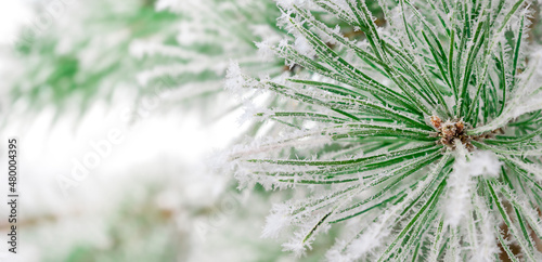 macro green pine branch and snow outside