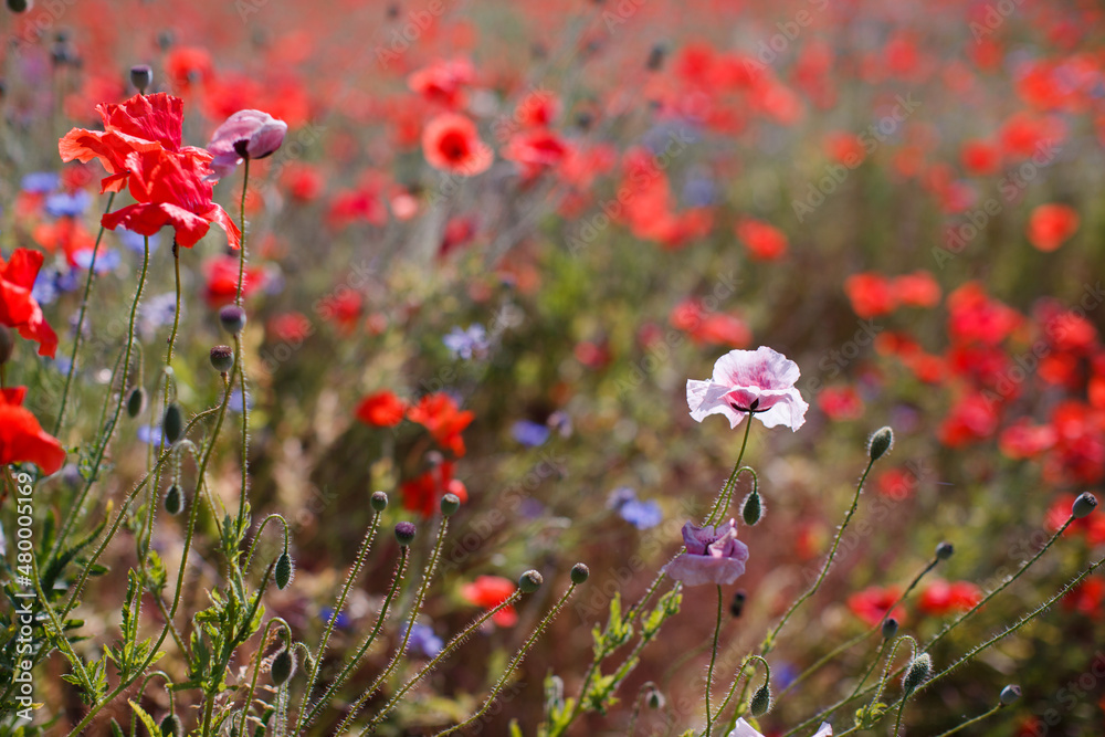 Mohn rot rosa Mohnfeld Feldblumen Mohnblumen Blüten Ackerzauber