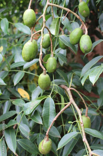 mango cashew tree (cajá manga)