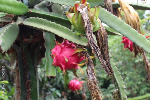 Pitaya fruit tree. photo