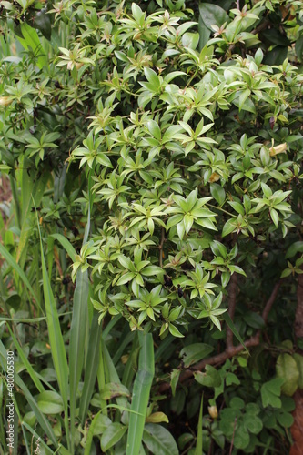 Ora pro nobis plant native to Brazil. 