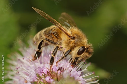 bee on a flower in the garden