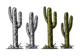 Cactus saguaro . Vector hand drawn vintage engraving