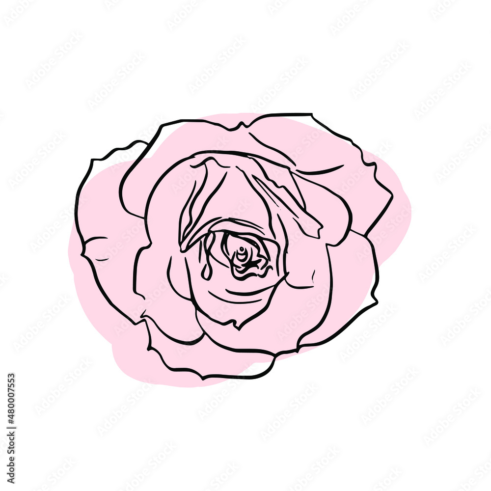 hand drawn rose flower. floral design element isolated on white background. stock vector illustration. hand drawn rose flower. floral design element isolated on white background. stock vector illustration.