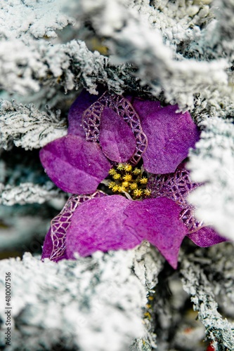 Shimmering winter flower. La Paz  Bolivia.