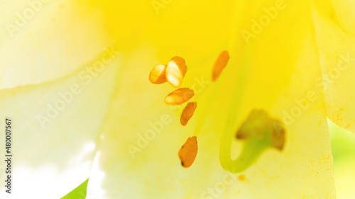 Regale oriental lily macro photography. Yellow and white lily with long stamens and anthers close-up with copy space. Fragrant garden flower.