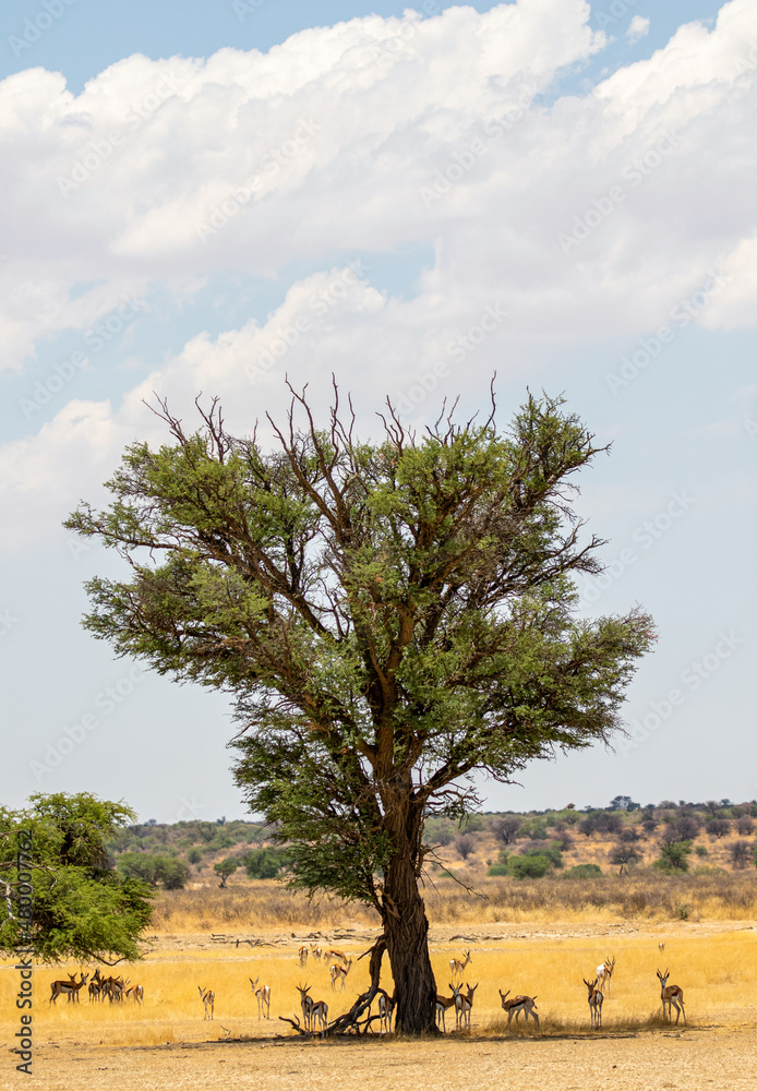 Springbok standing in the shade of a tree in the Kgalagadi Springbok standing in the shade of a tree in the Kgalagadi