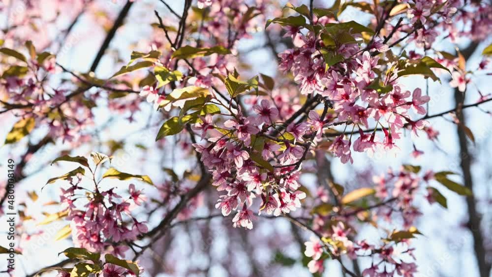 Close-up of blossoming pink Wild Himalayan cherry flowers (Thailand's sakura or Prunus cerasoides), known as Nang Phaya Sua Khrong in Thai at Phu Lom Lo mountain, Loei, Thailand Close-up of blossoming pink Wild Himalayan cherry flowers (Thailand's sakura or Prunus cerasoides), known as Nang Phaya Sua Khrong in Thai at Phu Lom Lo mountain, Loei, Thailand