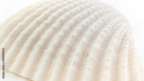 Florida prickly cockle close up macro photo. Trachycardium egmontianum on white background. Tropical seashell texture. Abstract white background on the marine theme.