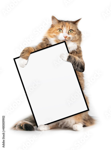 Isolated cat holding a blank sign with paws while standing upright and looking at camera. Adorable fluffy orange white calico cat is sitting on hind legs with white plain picture frame. Copy space.