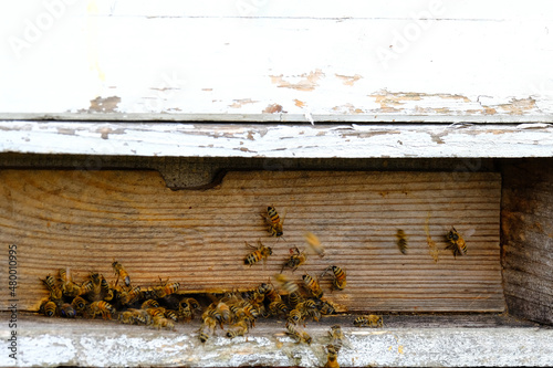 wooden beehives summer, bright sun illuminates the bee houses, insects fly home with the collected honey, concept of beekeeping, getting useful honey, natural ecological product
