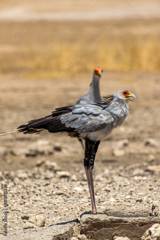 Secretary Bird in the Kgalagadi Secretary Bird in the Kgalagadi