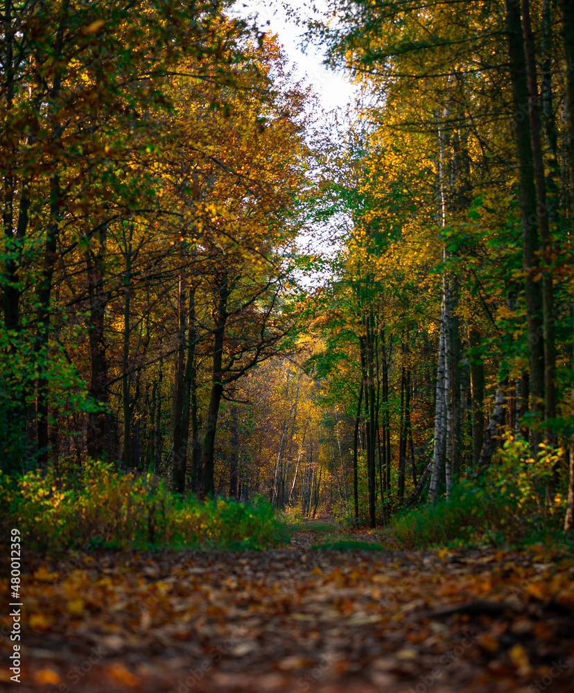 The sun shows how beautiful the fall can be