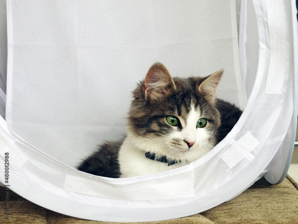 Sweeto Domestic Kitty Relaxing in a White Tent Sweeto Domestic Kitty Relaxing in a White Tent