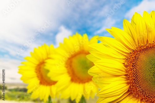 Beautiful sunflower on a sunny day with a beautiful natural background.