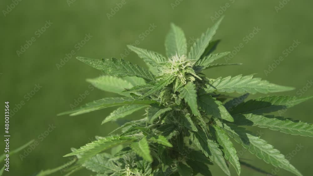 CLOSE UP, DOF: Detailed view of a growing marijuana plant in a hidden garden. Lush green buds grow on a delicate weed plant at a private farm. Medicinal CBD flowers are budding on an industrial plant. CLOSE UP, DOF: Detailed view of a growing marijuana plant in a hidden garden. Lush green buds grow on a delicate weed plant at a private farm. Medicinal CBD flowers are budding on an industrial plant.