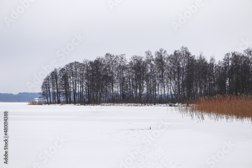 Wallpaper Mural Frozen lake near forest with ice and dry cane reeds Torontodigital.ca