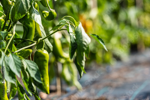 peperoncini 