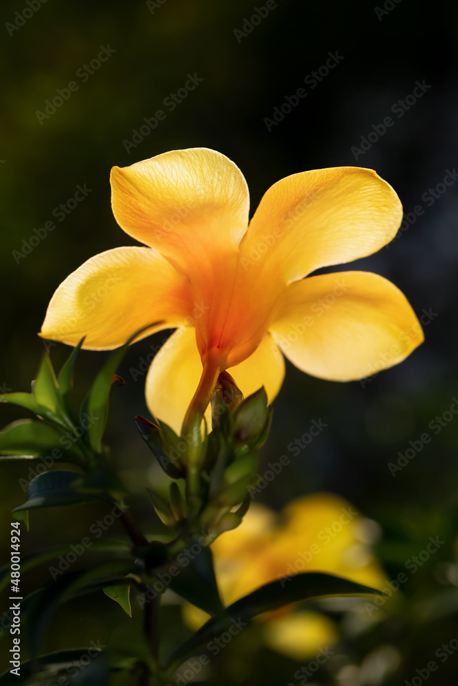 Golden trumpet vine or Allamanda cathartica in nature. Golden trumpet vine or Allamanda cathartica in nature.