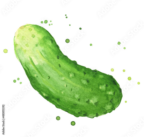 Cucumber watercolor illustration