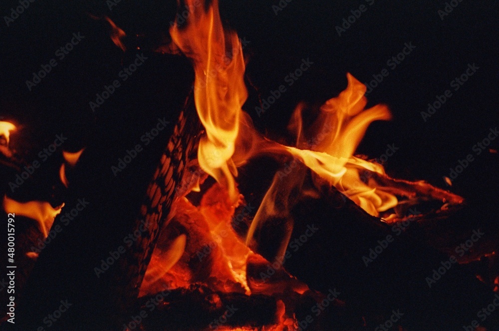 fire in the forest fire in the forest