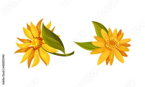 Jerusalem artichoke flowers. Yellow blooming flowers of sunroot, sunchoke or topinambour cartoon vector illustration