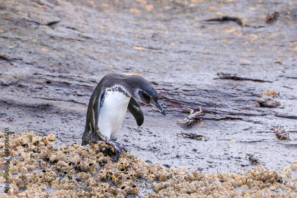 Fototapeta premium A Galápagos Penguin making its way down to the sea at Elizabeth Bay, isabela Island, Galapagos.