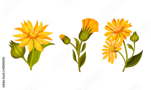 Jerusalem artichoke flowers set. Blooming plant of sunroot, sunchoke or topinambour cartoon vector illustration