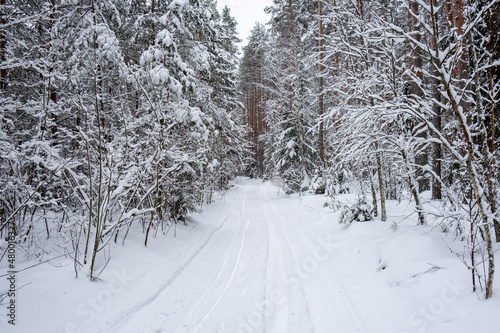 Snowed forest trail in winter day