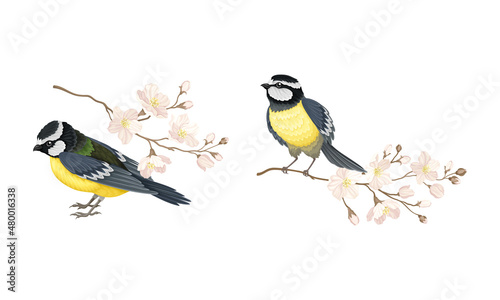 Titmouse with blooming tree branch set cartoon vector illustration