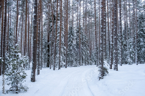 Snowed forest trail in winter day