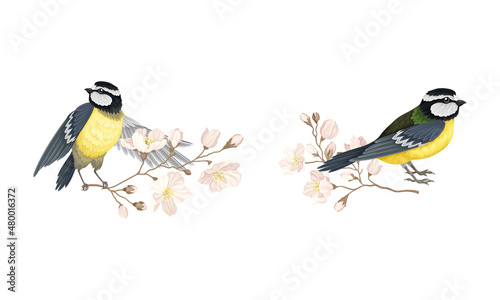 Small tit bird sitting on blooming tree branch set cartoon vector illustration