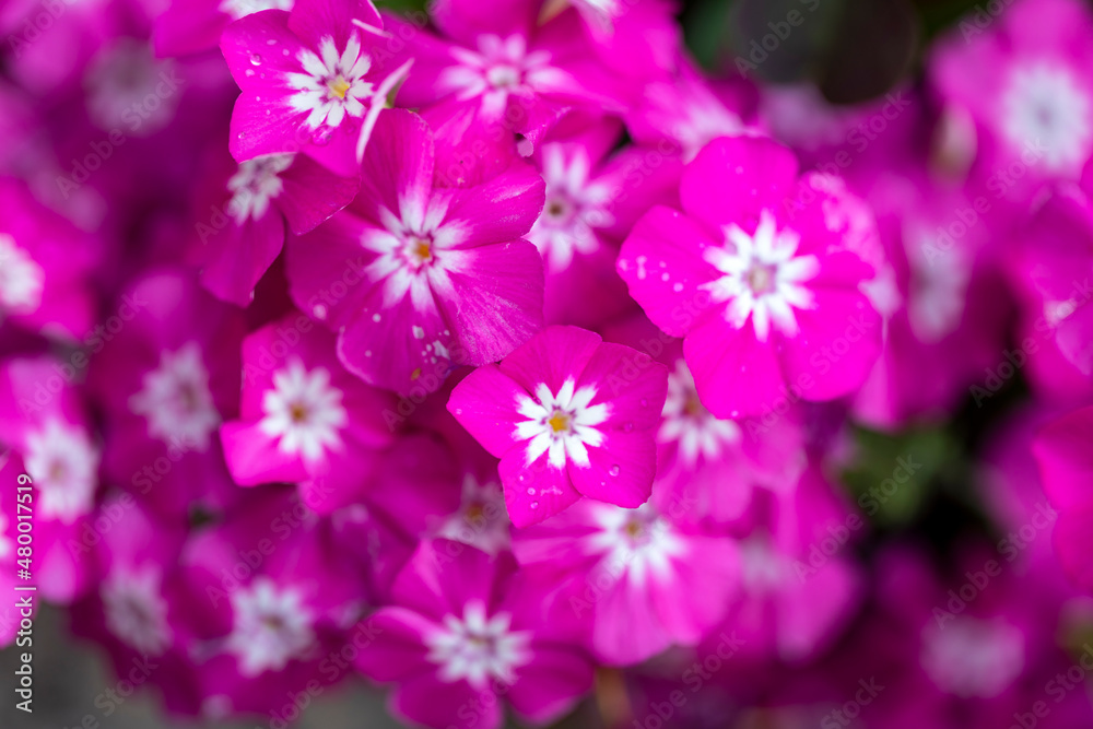 Obraz premium Phlox