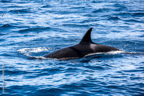 the back of a diving killer whale against the background of blue water 