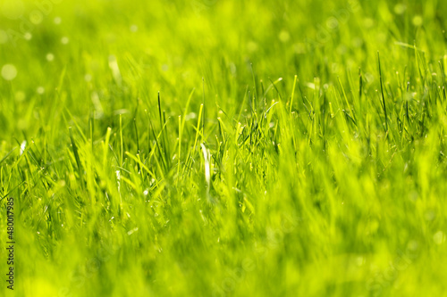 green grass grows in spring background image