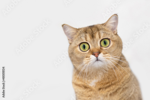 A beautiful Scottish Straight cat with big eyes looks into the lens. Close-up. Soft focus.
