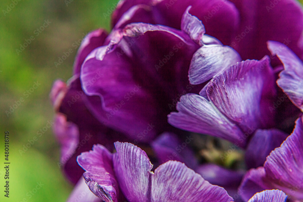 Fototapeta premium Purple tulip flowers in spring time. Close up macro of fresh spring flower in garden. Soft abstract floral poster, extremely macro, selective focus. Inspirational floral wallpaper, holidays card