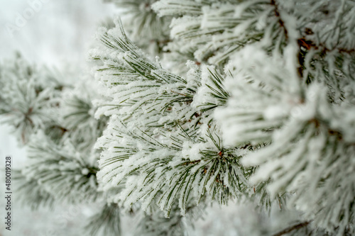 Frozen coniferous branches in winter.
Snow falling on branch of pine tree. 