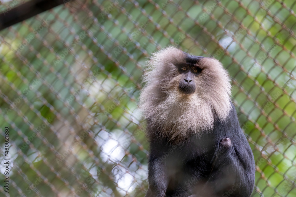 Fototapeta premium long macaque portrait