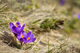 Spring background - Fresh beautiful purple crocuses closeup. Soft focus