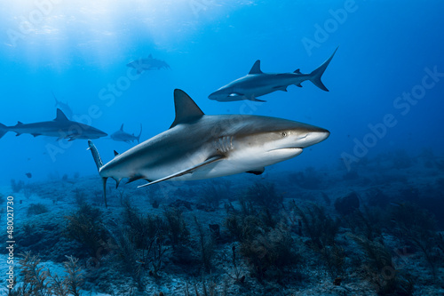 Caribbean Reef Sharks (Carcharhinus perezi)