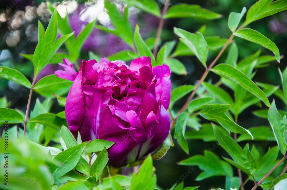 Purple peony flower with green leaves close up nature background Purple peony flower with green leaves close up nature background