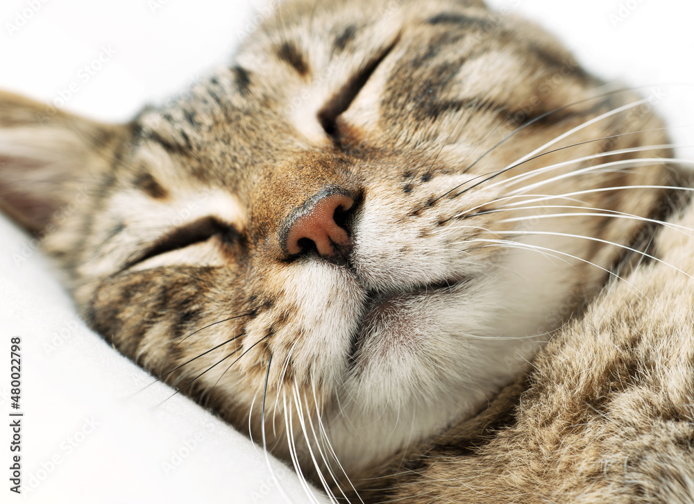 Close-up of a relaxed cat's face Close-up of a relaxed cat's face