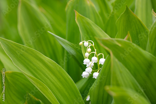Delicate lilies of the valley blooming in spring.