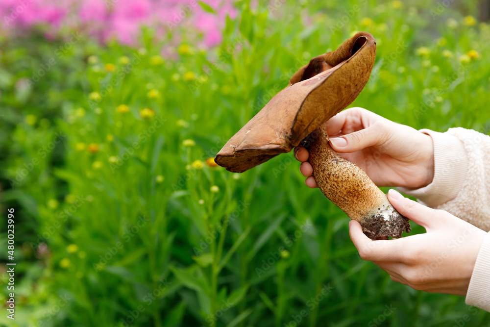 Obraz premium Female hand holding raw edible mushroom with brown cap Penny Bun in autumn forest background. Harvesting picking big ceps mushrooms in natural environment. Cooking delicious organic food concept