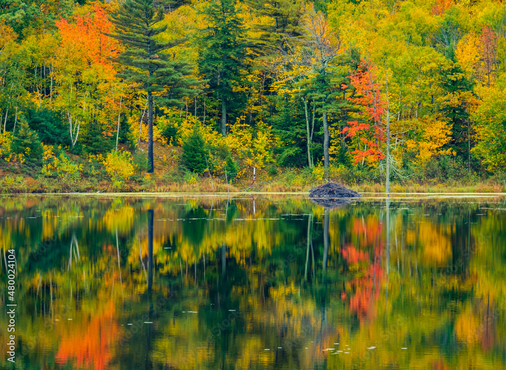 beautiful autumn reflections on Beaver Dam Pond in Acadia National Park, Maine, USA
