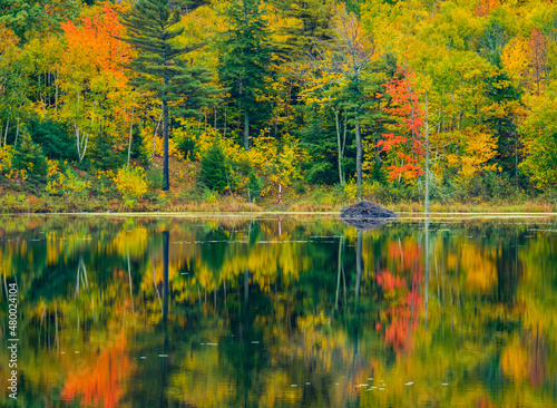 beautiful autumn reflections on Beaver Dam Pond in Acadia National Park, Maine, USA 