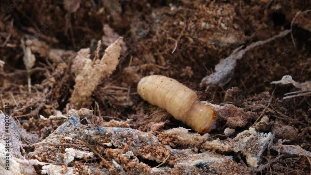 Known as Butod locally, Sago Grub or Sago Worm is a delicacy, as well as the most exotic food of Sabah. Known as Butod locally, Sago Grub or Sago Worm is a delicacy, as well as the most exotic food of Sabah.
