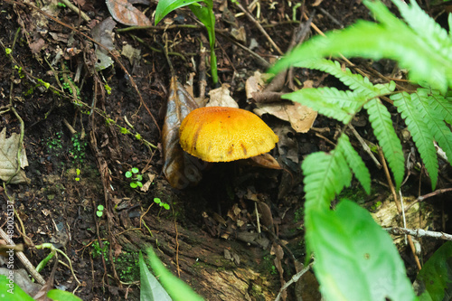 Mushroom in the middle of the Atlantic Forest