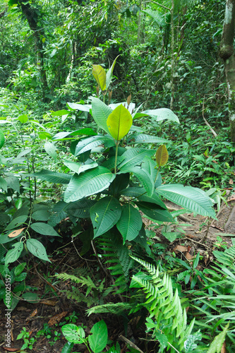 Image of nature in the middle of the forest